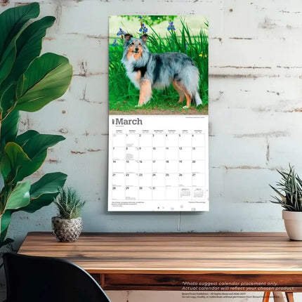 Browntrout Sheltie - Shetland Sheepdog Kalender 2027