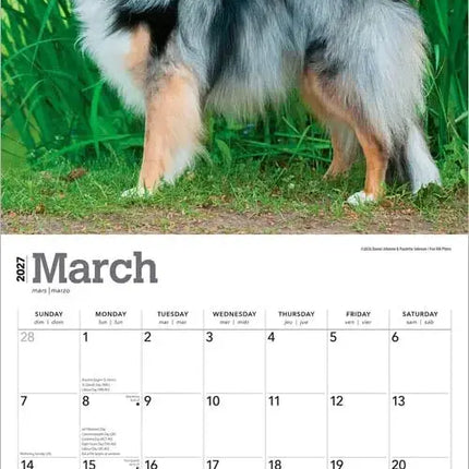 Browntrout Sheltie - Shetland Sheepdog Kalender 2027