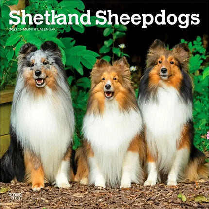 Browntrout Sheltie - Shetland Sheepdog Kalender 2027