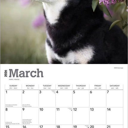 Browntrout Shiba Inu Kalender 2026