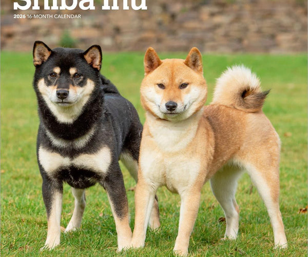 Shiba Inu Puppy Shiba Pedigree Pedigree Shiba Inu Young Japanese
