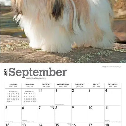 Browntrout Shih Tzu Kalender 2027