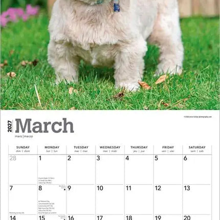 Browntrout Shih Tzu Kalender 2027