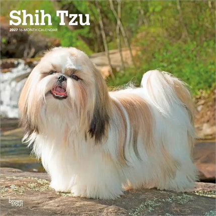 Browntrout Shih Tzu Kalender 2027