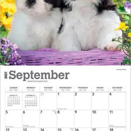 Browntrout Shih Tzu Puppies Kalender 2027