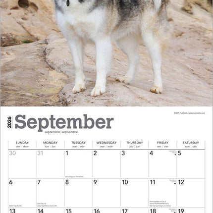 Browntrout Siberian Husky Kalender 2026
