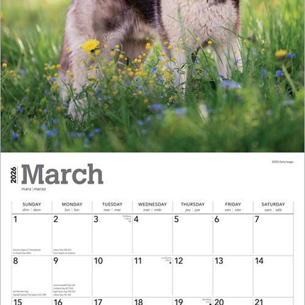 Browntrout Siberian Husky Kalender 2026