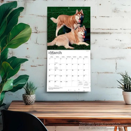 Browntrout Siberian Husky Kalender 2027