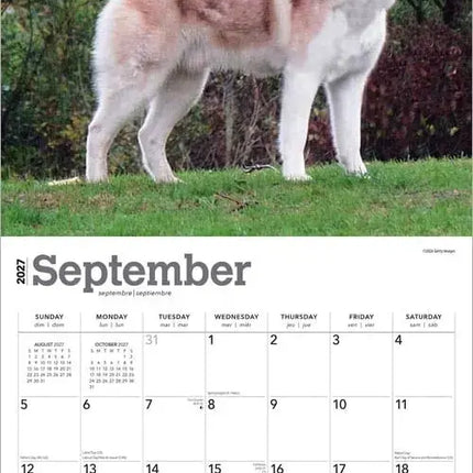 Browntrout Siberian Husky Kalender 2027