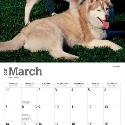 Browntrout Siberian Husky Kalender 2027