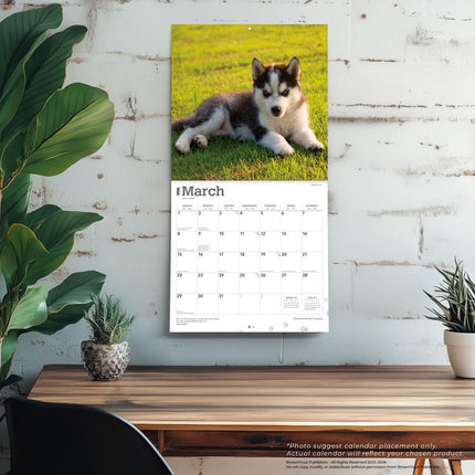 Browntrout Siberian Husky Puppies Kalender 2026