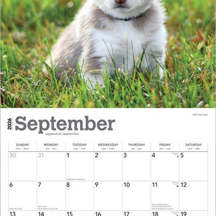 Browntrout Siberian Husky Puppies Kalender 2026
