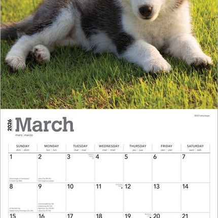 Browntrout Siberian Husky Puppies Kalender 2026