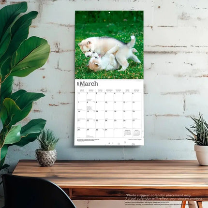 Browntrout Siberian Husky Puppies Kalender 2027