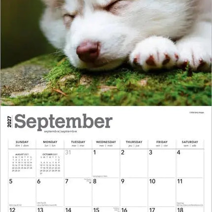 Browntrout Siberian Husky Puppies Kalender 2027