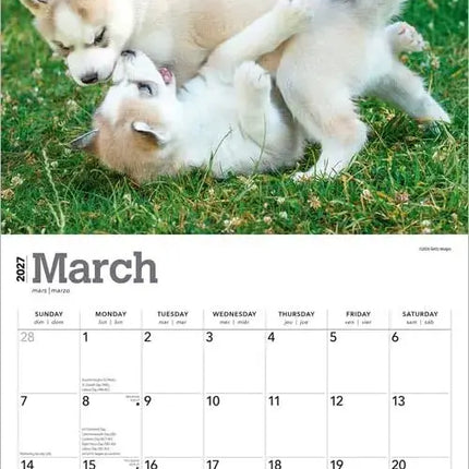 Browntrout Siberian Husky Puppies Kalender 2027