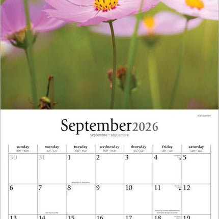 Browntrout Simplicity Kalender 2026