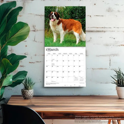 Browntrout Sint Bernard Kalender 2027