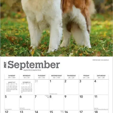 Browntrout Sint Bernard Kalender 2027