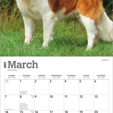 Browntrout Sint Bernard Kalender 2027