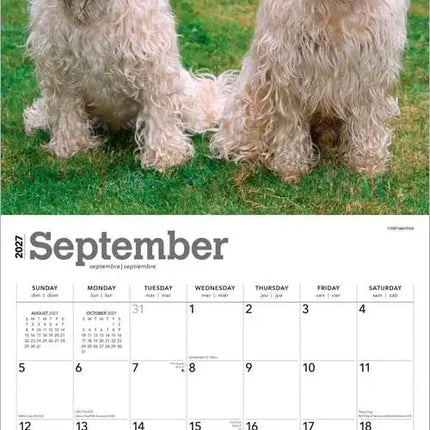 Browntrout Softcoated Wheaten Terrier Kalender 2027