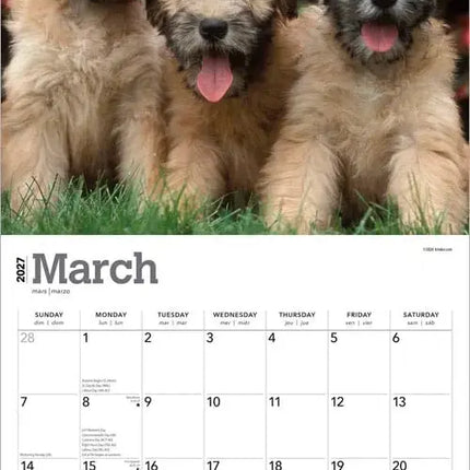 Browntrout Softcoated Wheaten Terrier Kalender 2027