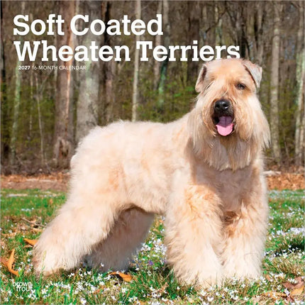 Browntrout Softcoated Wheaten Terrier Kalender 2027