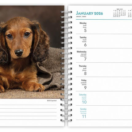 Browntrout Teckel Agenda 2027