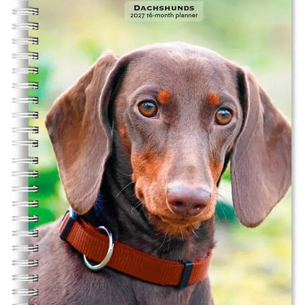 Browntrout Teckel Agenda 2027