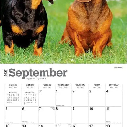 Browntrout Teckel Kalender 2027