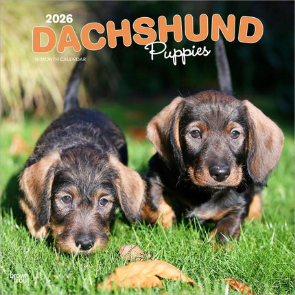 Browntrout Teckel Kalender Puppies 2027