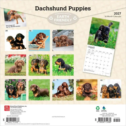 Browntrout Teckel Kalender Puppies 2027