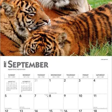 Browntrout Tijger Kalender 2027