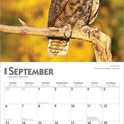Browntrout Uilen Kalender 2026