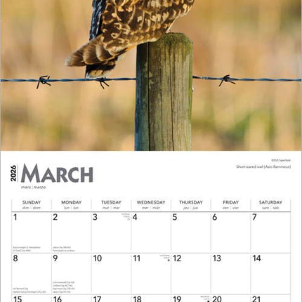 Browntrout Uilen Kalender 2026