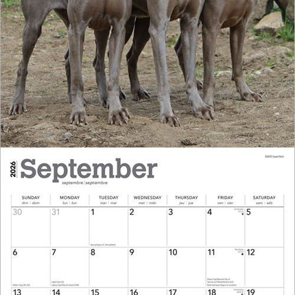 Browntrout Weimaraner Kalender 2026