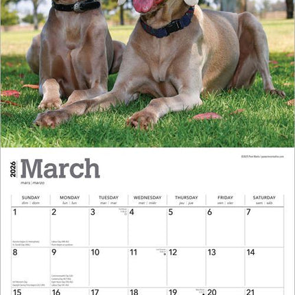 Browntrout Weimaraner Kalender 2026