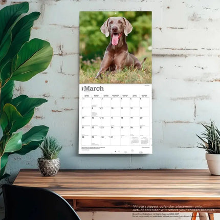 Browntrout Weimaraner Kalender 2027