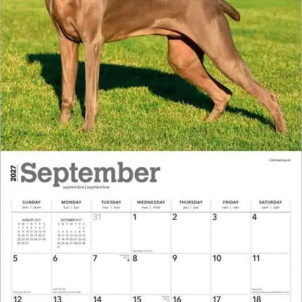 Browntrout Weimaraner Kalender 2027