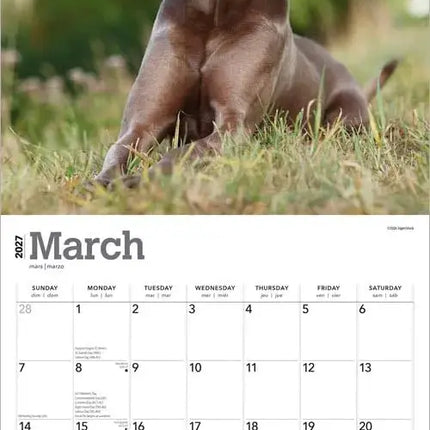 Browntrout Weimaraner Kalender 2027