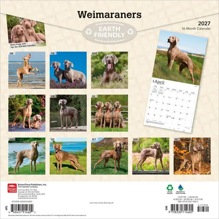 Browntrout Weimaraner Kalender 2027