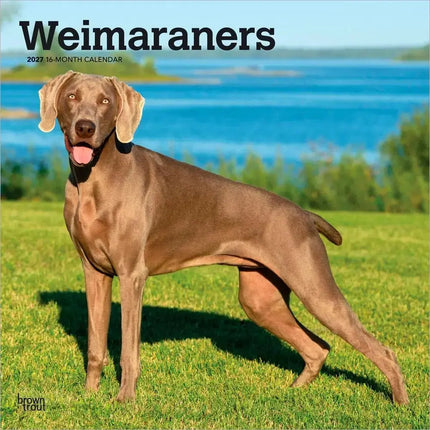 Browntrout Weimaraner Kalender 2027