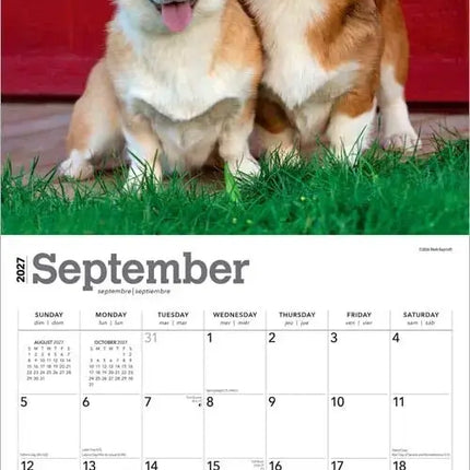 Browntrout Welsh Corgi Pembroke Kalender 2027