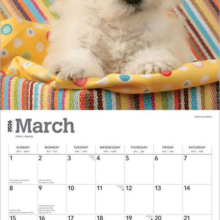 Browntrout West Highland White Terrier Puppies Kalender 2026