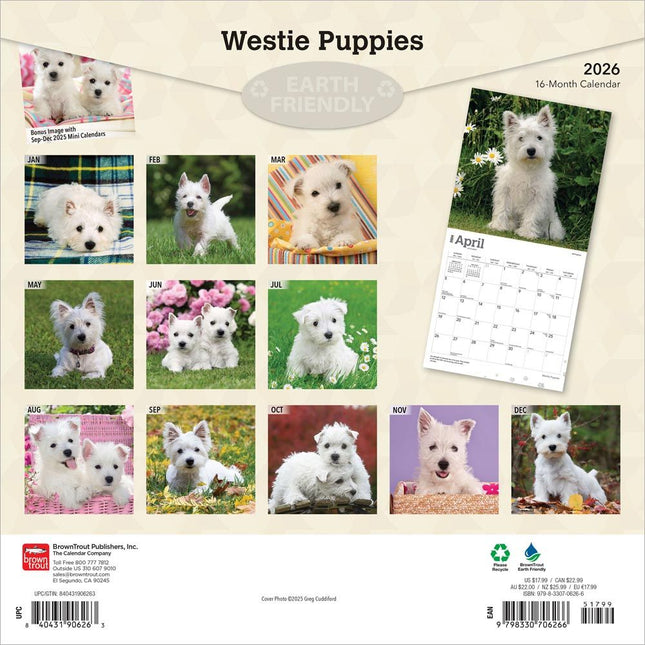 Browntrout West Highland White Terrier Puppies Kalender 2026