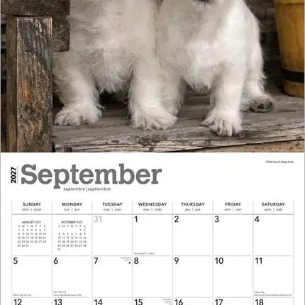Browntrout West Highland White Terrier Puppies Kalender 2027