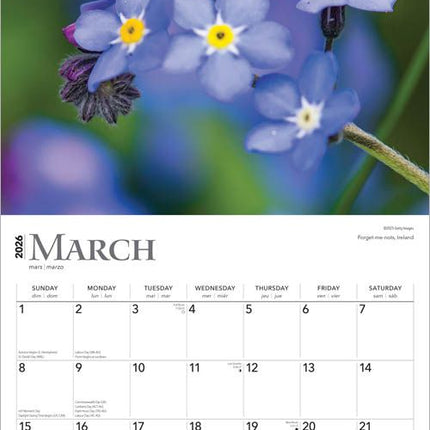 Browntrout Wild Flowers Kalender 2026