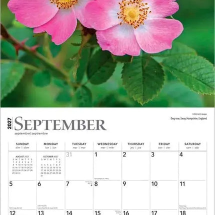 Browntrout Wildflowers Kalender 2027