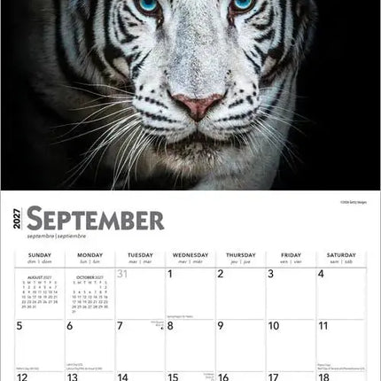 Browntrout Witte Tijger Kalender 2027