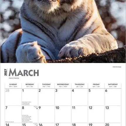 Browntrout Witte Tijger Kalender 2027